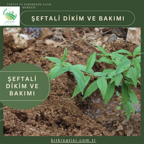 Diferansiyel Bakımı: Adım Adım Rehber