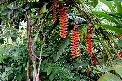 Bromeliad Fren Sistemleri: Tropikal Bitkiler ve Araçların Güvenliği